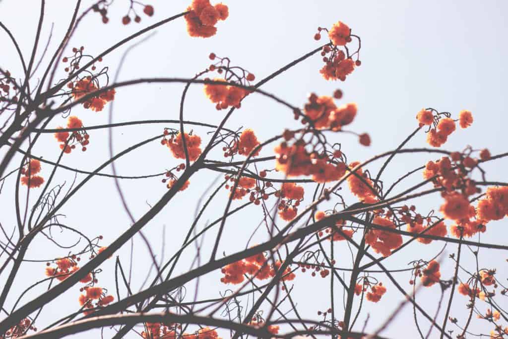 bloodweed