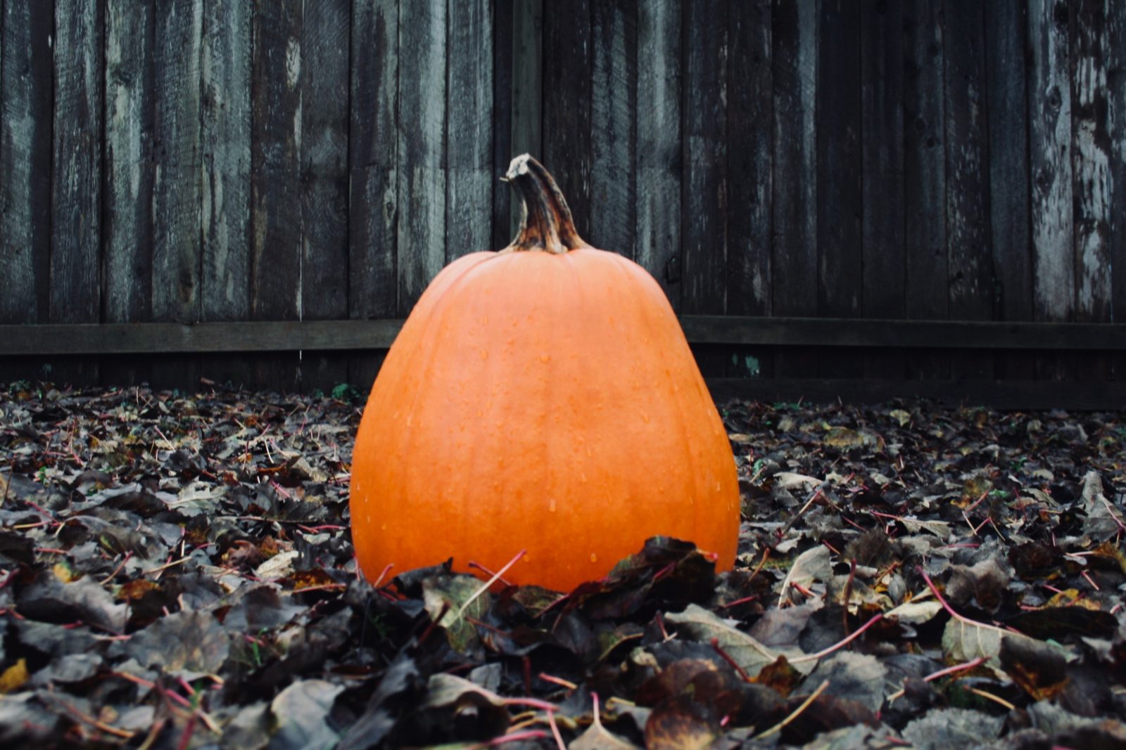 brittany-angus-AtFI4RkyMe0-unsplash-1600x1067