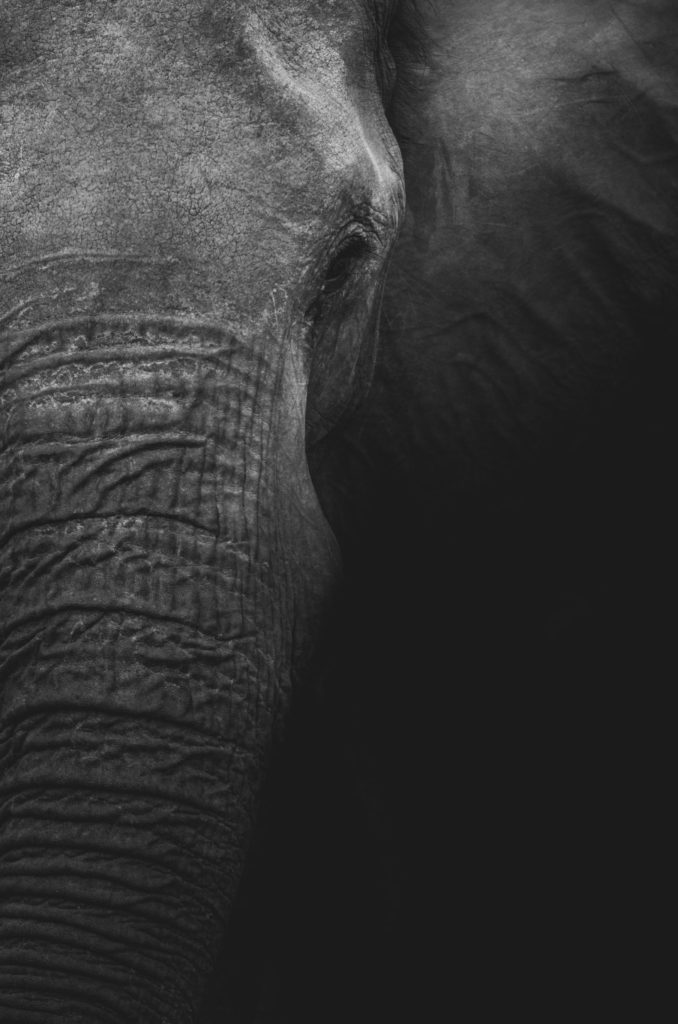 geran-de-klerk-FhbyES4BjG8-unsplash (1)