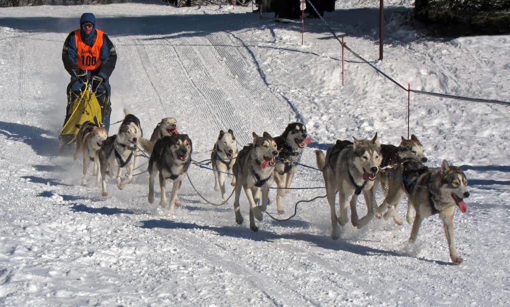 HuskiesHackneys_Robinson