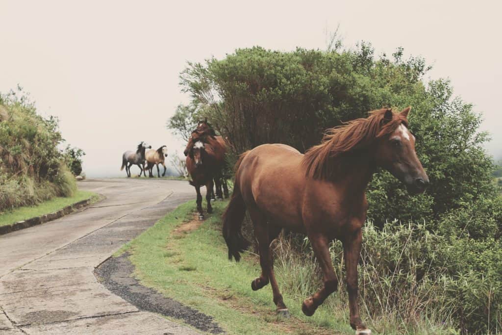 klodts horses