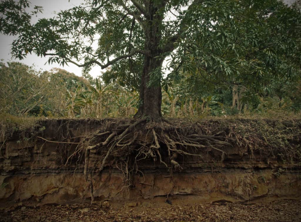 The Roots Of Obsession_Stencke